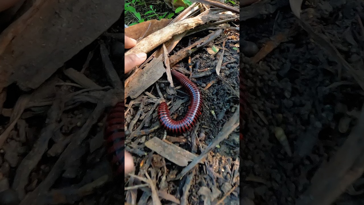 Giant Millipedes: Cute & Fascinating 🐾