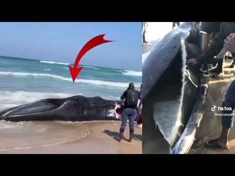 Allahou Akbar ! un gros Baleine de 30 Mettres atterrit à la plage de Diamalaye li doyna war 😱😱