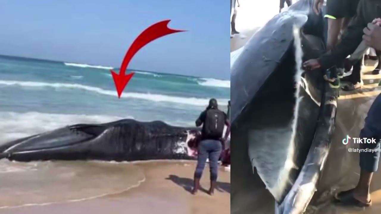 Grosse Baleine de 30 Mètres échoue à la plage de Diamalaye