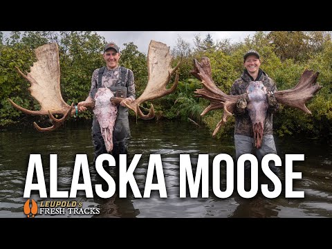 TWO GIANT Moose! | Searching For ADVENTURE! #FreshTracks