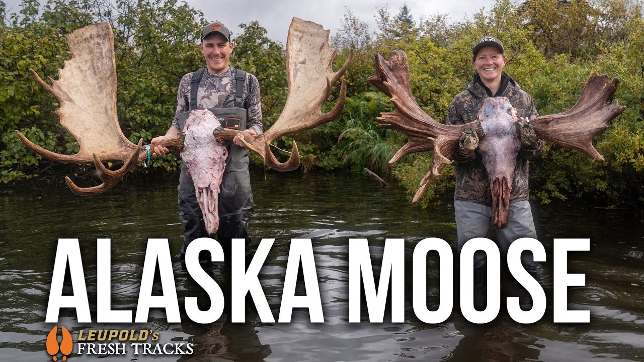 Epic Moose Encounter! 🦌 Join the Adventure in Alaska