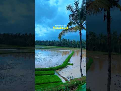Monsoon Days in Kerala #shortsvideo #travel #nature