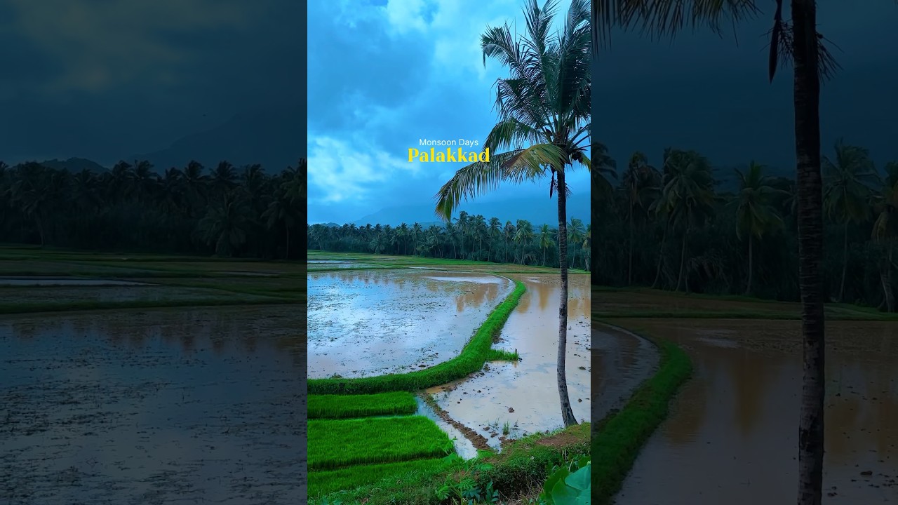 Monsoon Days in Kerala | Short Video on Travel and Nature