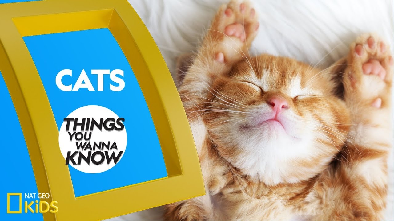 Cool Facts About Cats 🐱 | Must-Know Things