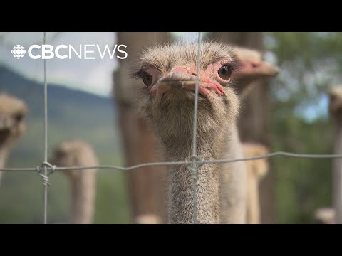 Supreme Court of Canada to decide next week whether to hear case of B.C. ostriches