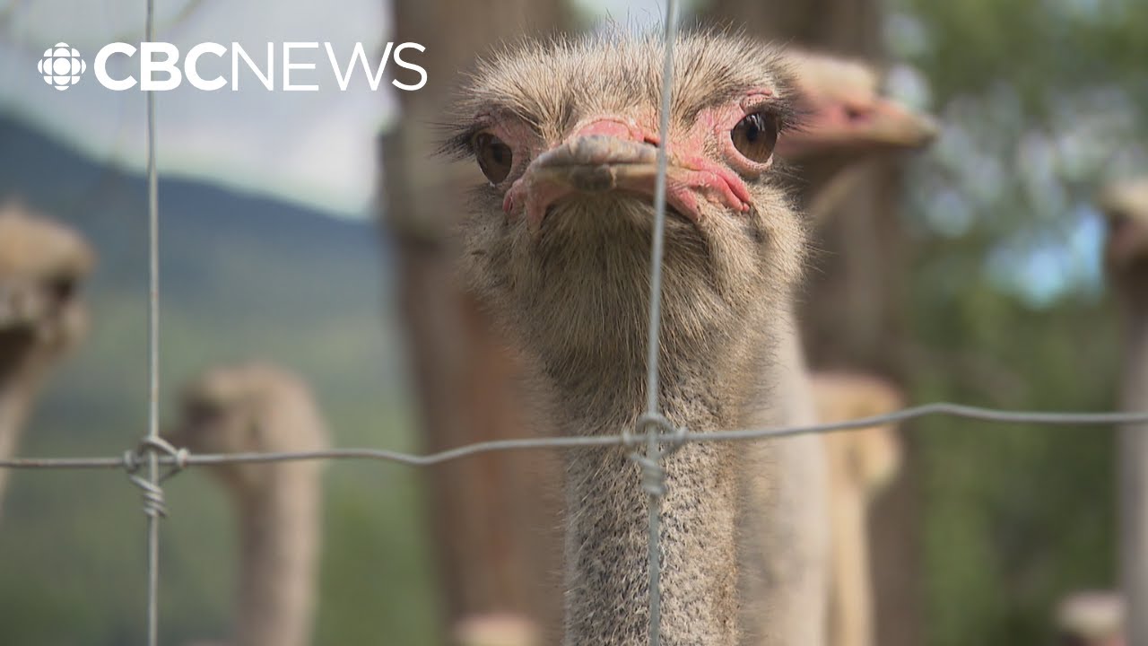 Supreme Court of Canada to Decide Fate of B.C. Ostriches Next Week 🦢