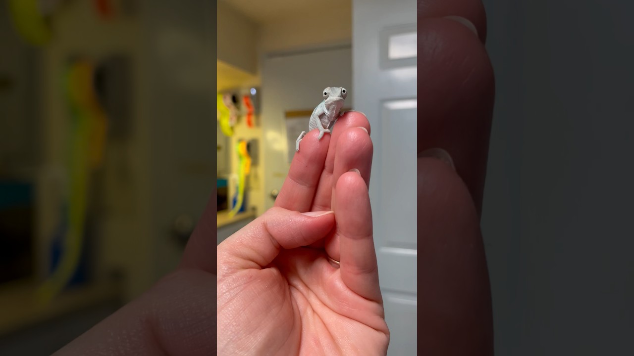 Adorable Baby Panther Chameleons 🦎