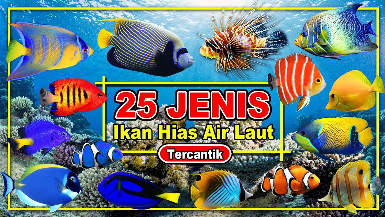 25 Ikan Hias Laut yang Menawan 🌊