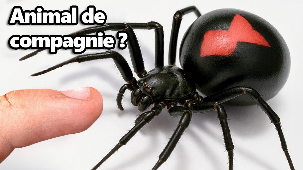 J'ai eu une Veuve Noire de Compagnie (oui, vraiment)