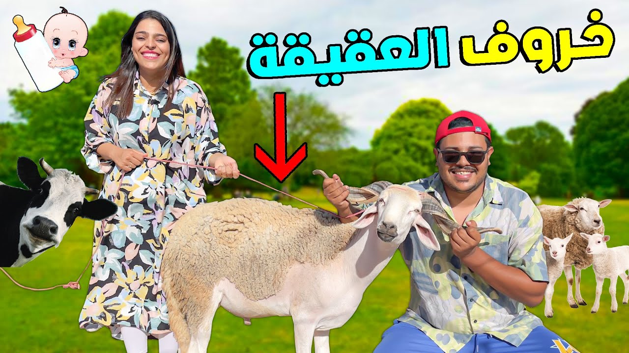 شراء الحولي للسبوع لطفل يانيس 🐑 بأسعار مناسبة رغم غلاء عيد الأضحى