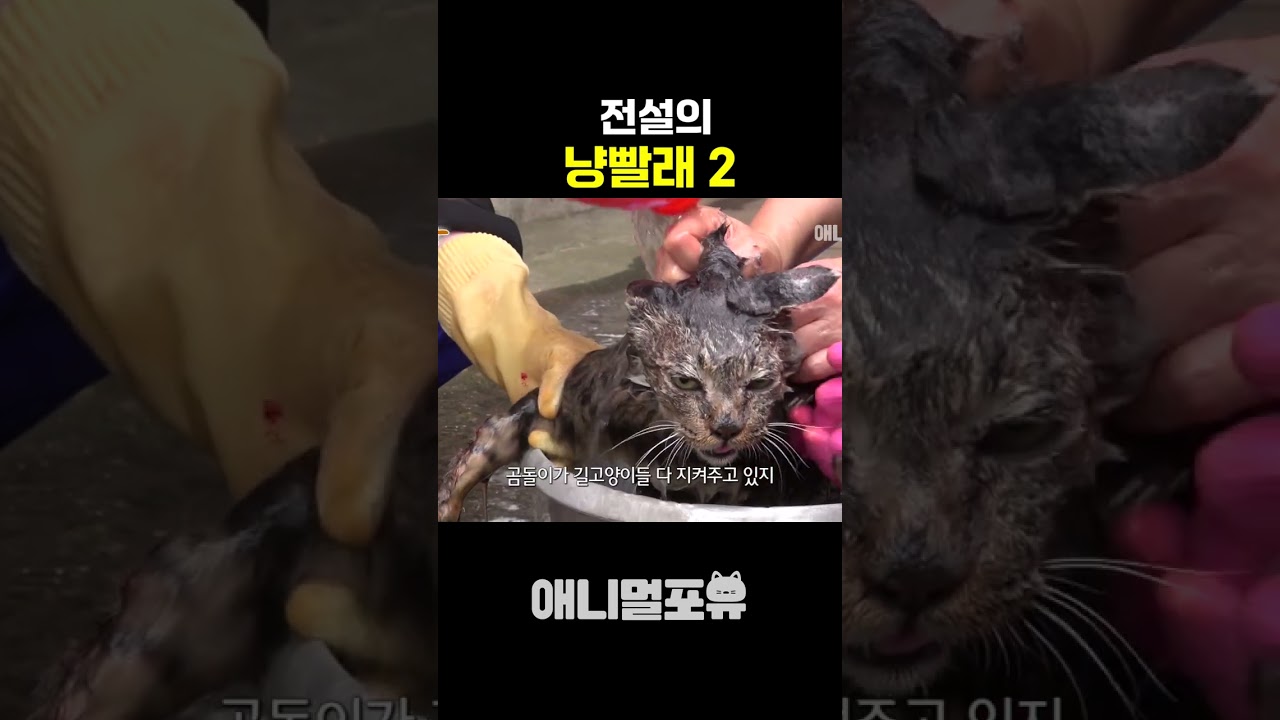 전설의 냥빨래 2탄 🧺