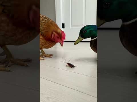 Chicken vs. Duck The Great Cockroach War!