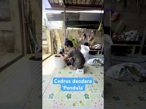 Repotting of  Cedrus deodara ‘Pendula’