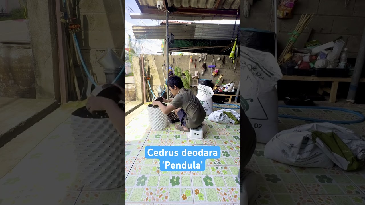 How to Successfully Repot Cedrus deodara ‘Pendula’ 🌿