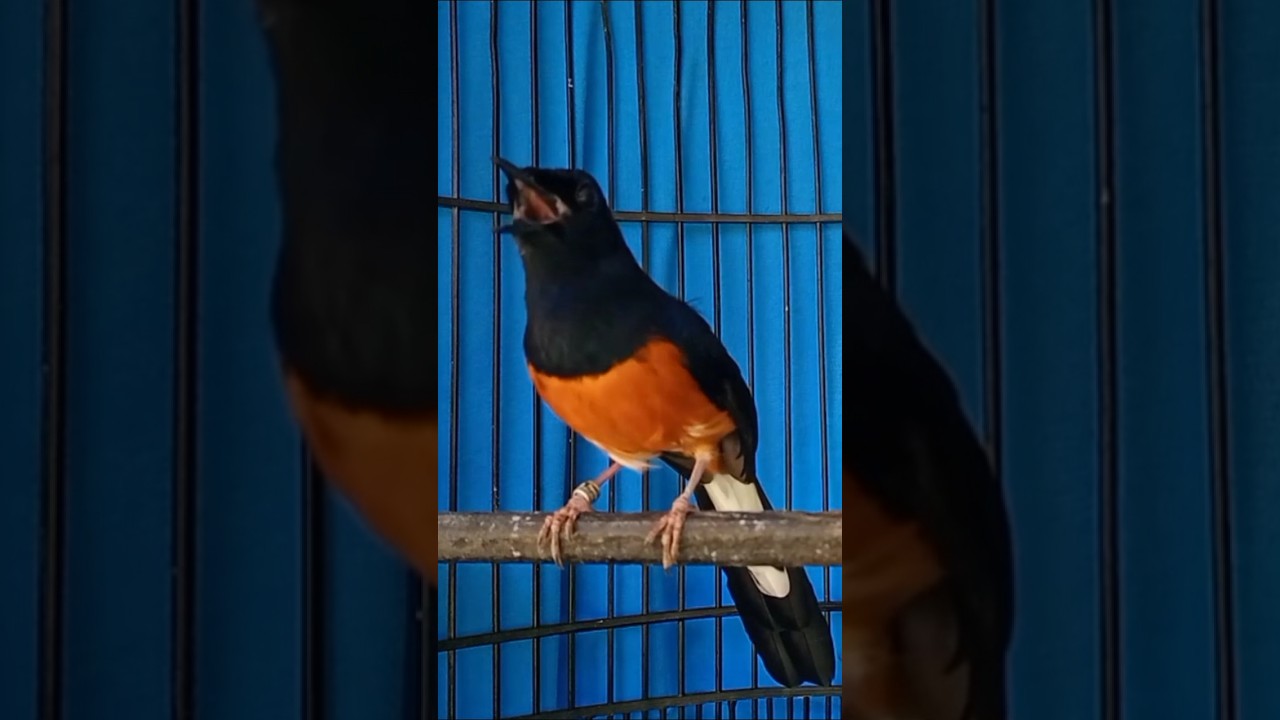 Suara Murai Memancing Ngeplong 🐦