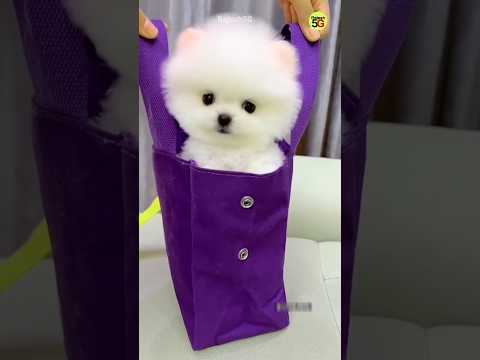 Pomeranian dog price in India | teacup dog price #shorts #youtubeshorts #viral #pets #dog #trending