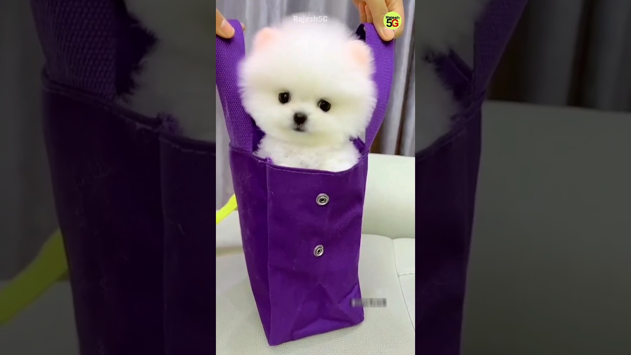 Pomeranian & Teacup Dog Prices in India ๐ถ | Trending & Affordable Pets