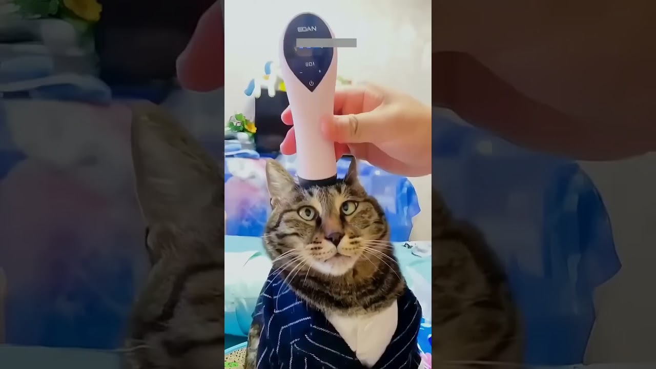 Hilarious Cat Fails & Funny Moments π