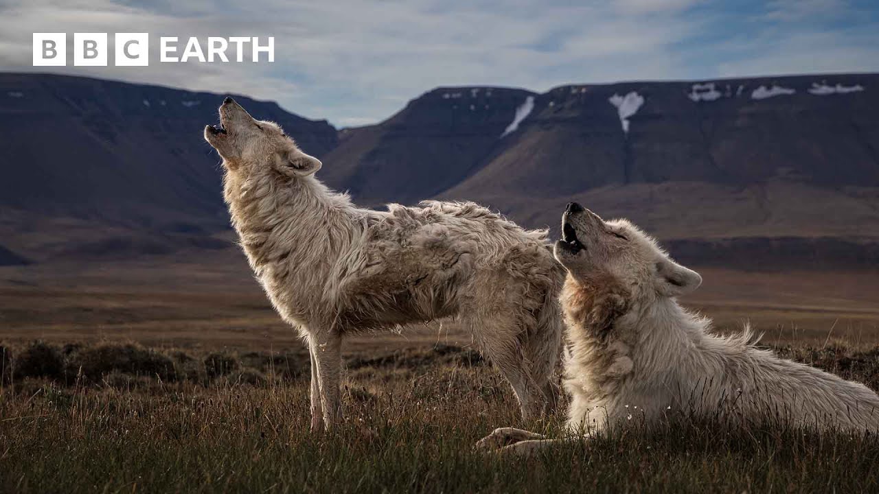 Top 10 Wolf Moments | BBC Earth 🐺