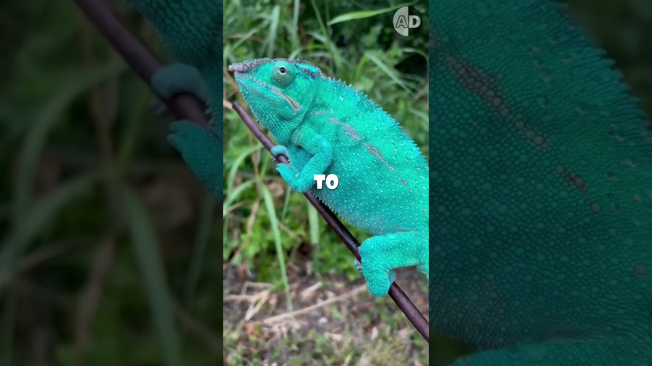 Chameleons Change Color Beyond Camouflage 🦎