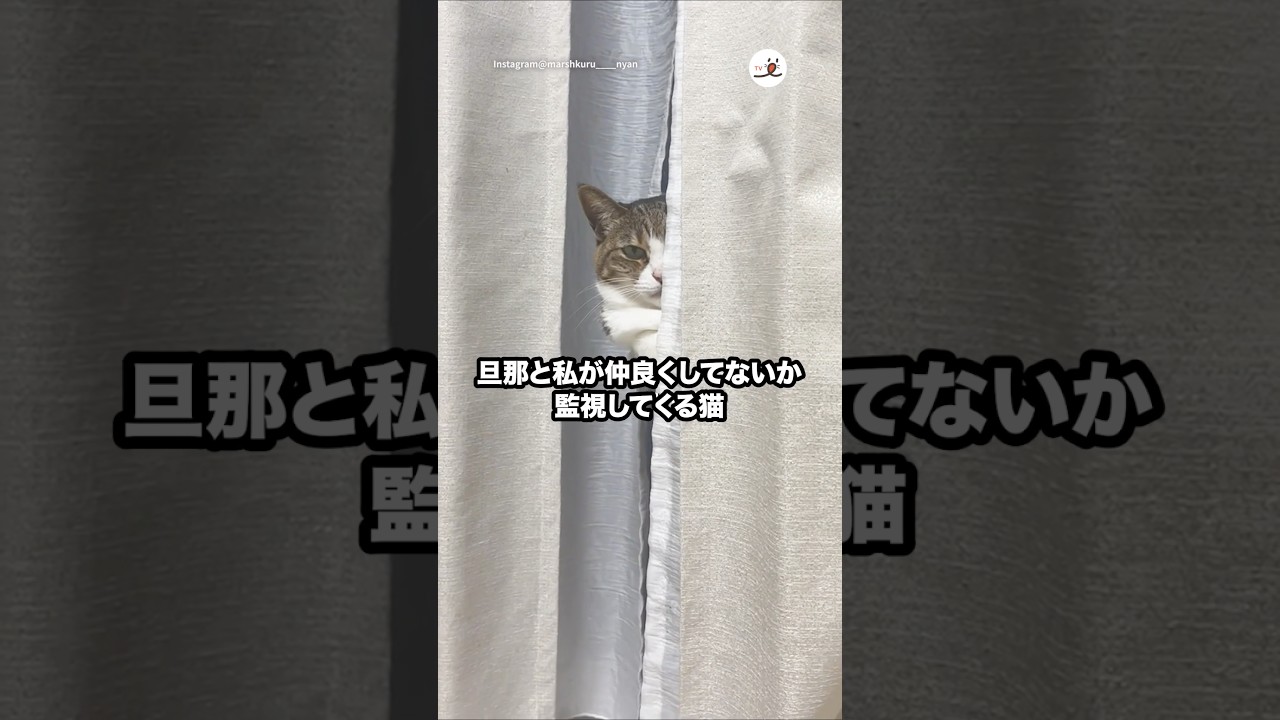 猫ちゃんの秘密の隠れ場所🐱 驚きの行動に癒される