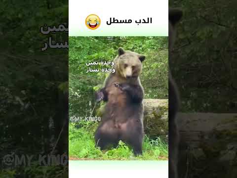 دب بني يرقص مدبلج كوميدي 😂 | #دبلجة_مضحكة #ضحك #اكسبلور #funny #السعودية #my_kingo #كوميديا #دب #ضحك