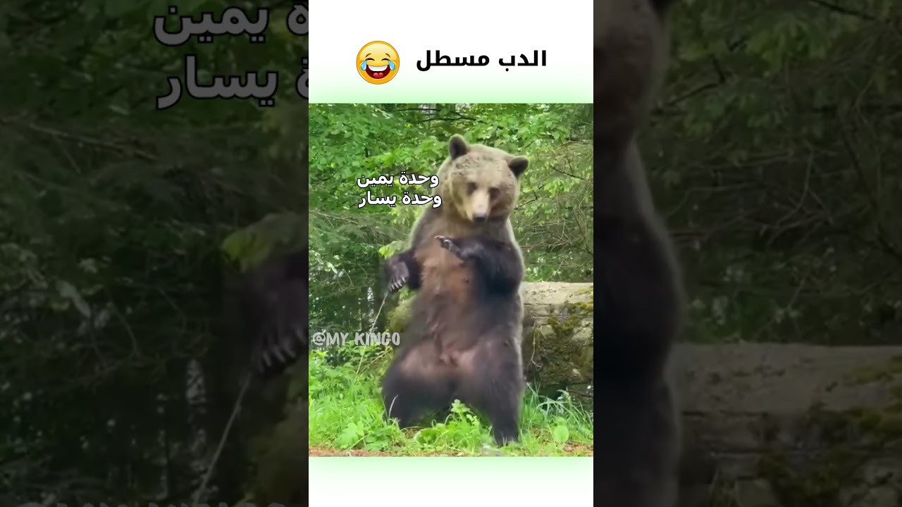 دب بني يرقص بشكل كوميدي مدبلج 😂 | مشاهد مضحكة ومسلية