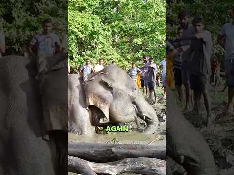 Baby Elephant Begs Humans to Save Its Mom #animlas #wildlife #love #help