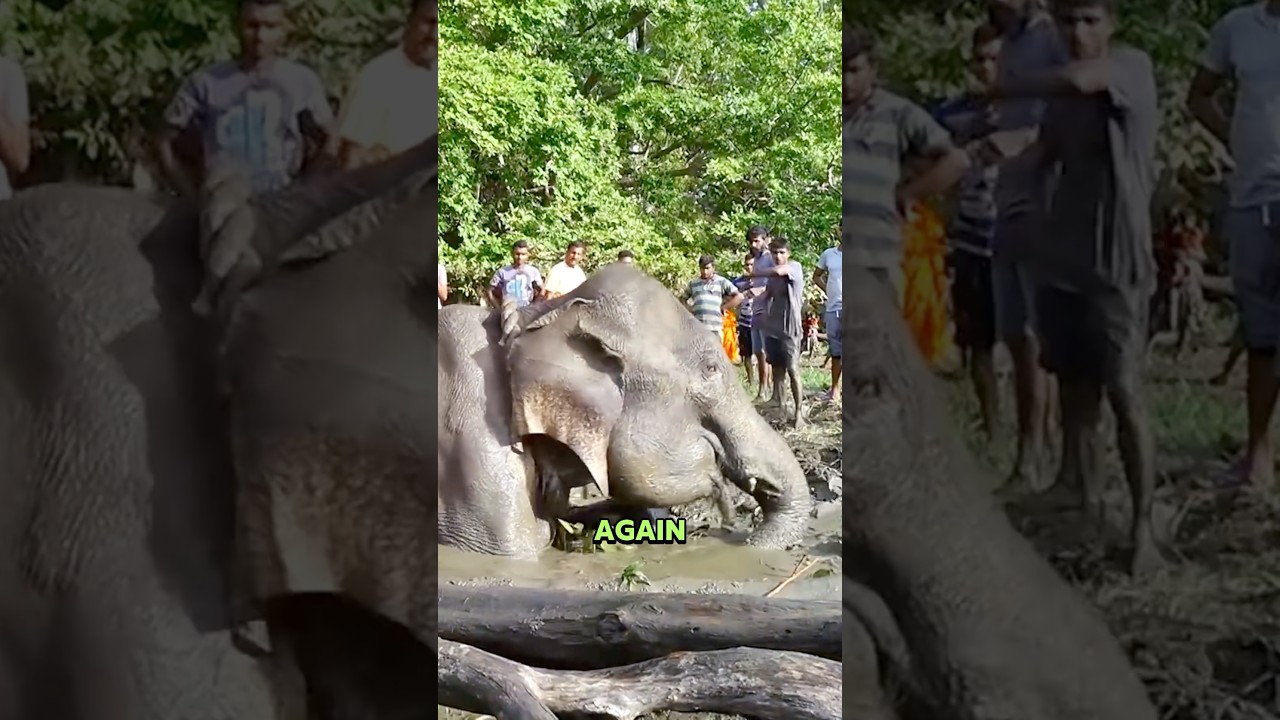Baby Elephant Pleads to Save Mom π