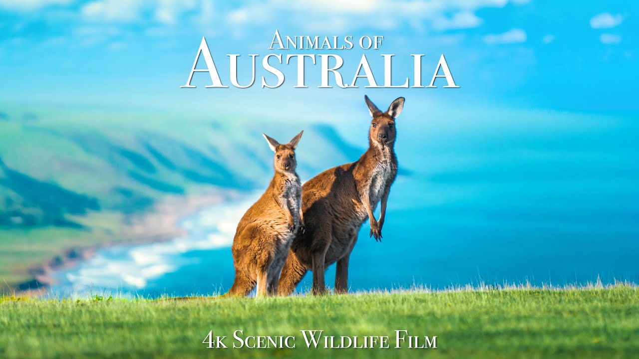 Australia's Unique Wildlife in 4K 🐾