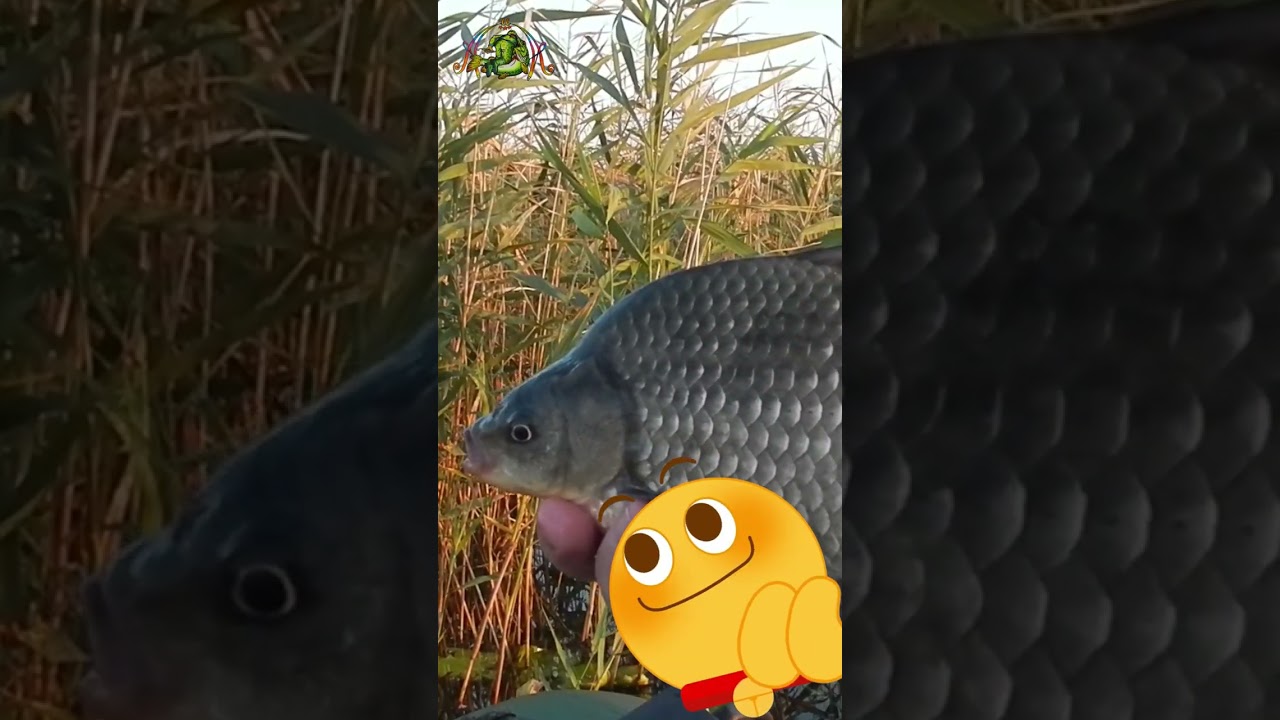 Килограммовые карасы 🎣