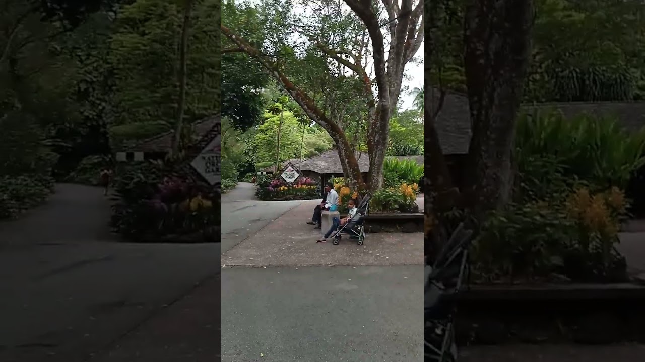 Exciting Shorts Trip to Singapore's Stunning Botanic Gardens 🌿