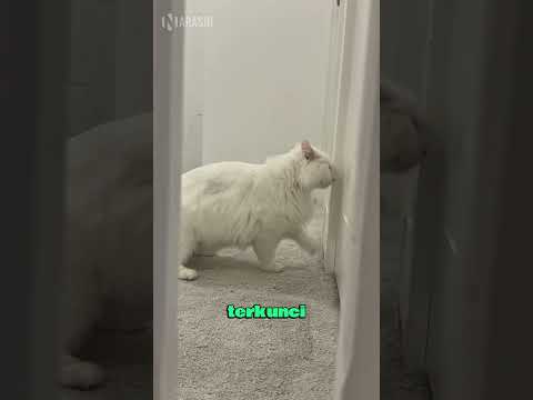 Reaksi Kucing Saat Ditinggal Pemiliknya 😹