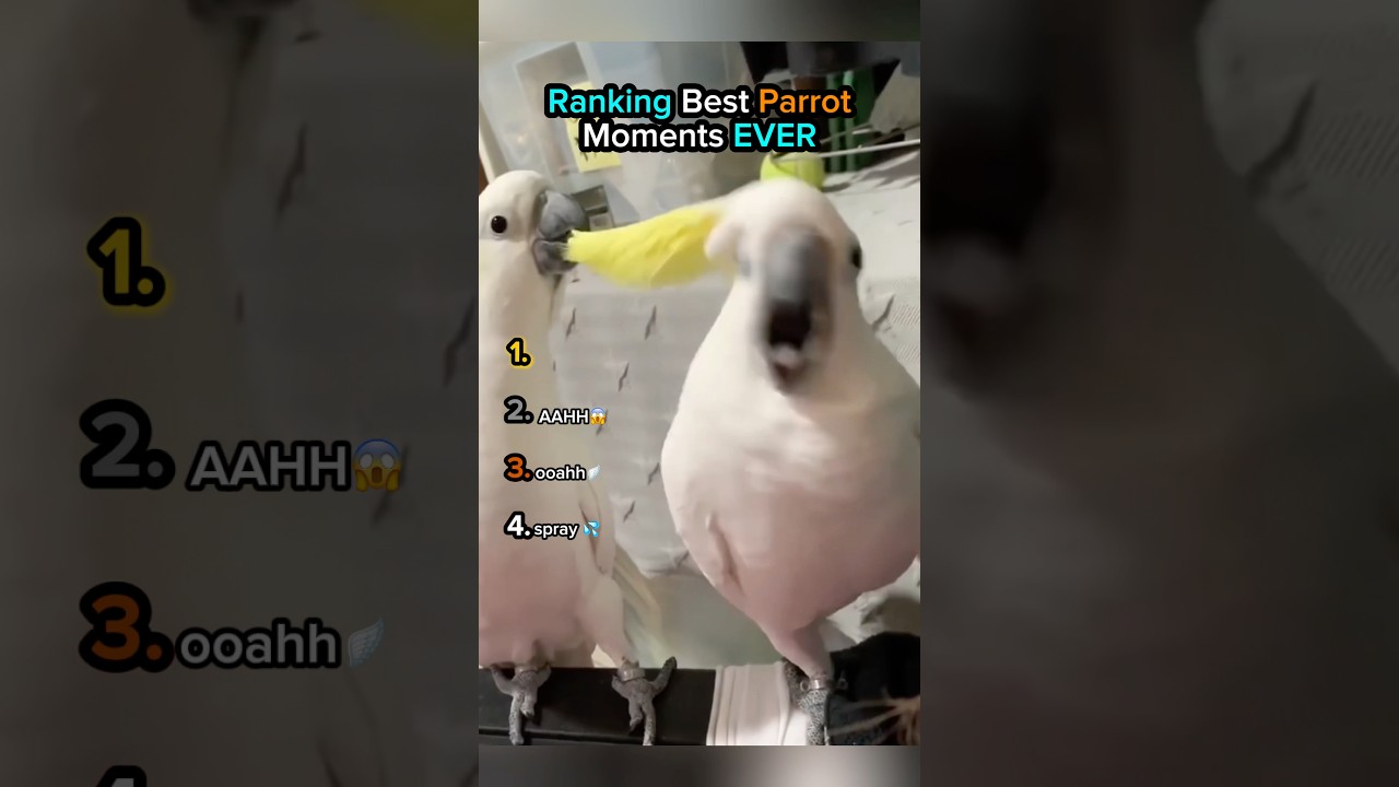 Ranking Funny Parrot Clips | Last ones Silly 😂