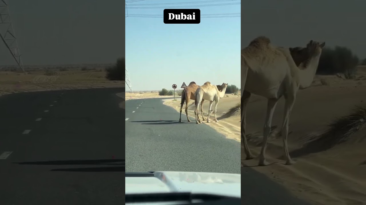 Visit UMLE's Official Link 🌐