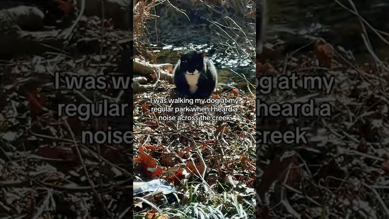 Take Action When Others Don’t 🐱🖤