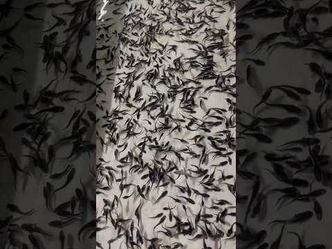 Comment fabrique-t-on le caviar ? 👀 | Pourdebon