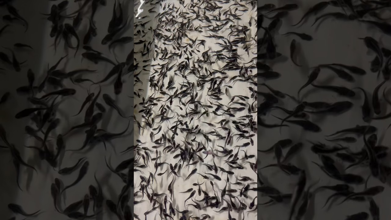 Processus de fabrication du caviar chez Caviar de l'Isle