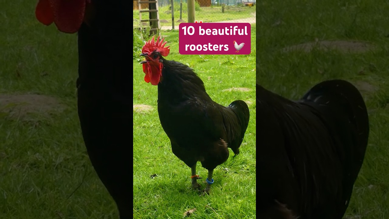 10 Unique Roosters from Bantam to Giant Sizes 🐓