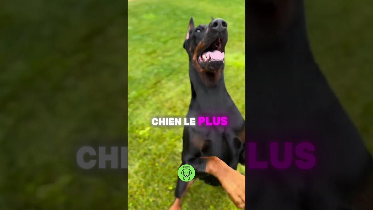 Les 5 Top 5 Des Chiens Les Plus Dangereux 🐕