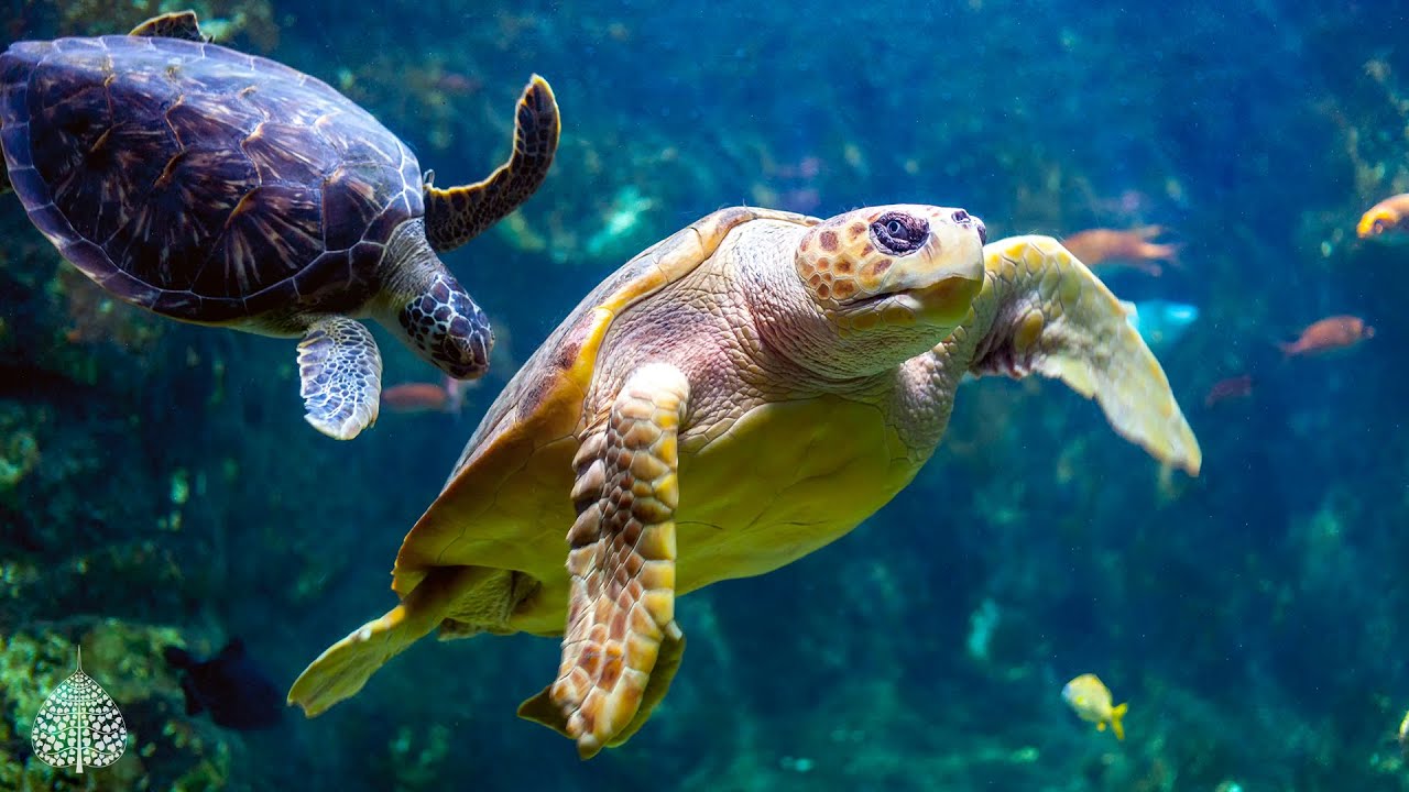 12 Hours of Relaxing Aquarium & Ocean Music 🎶