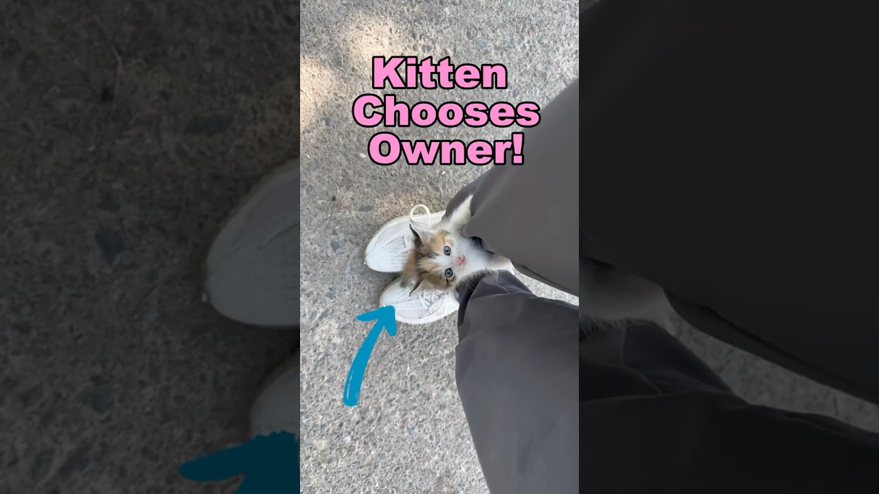 Accidentally Adopting A Kitten!!