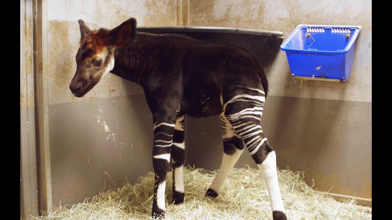 Excited Okapi Calf Jackson Explores at San Diego Zoo π¦