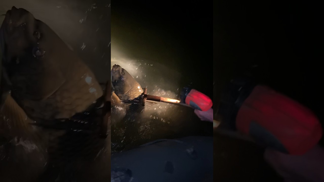 Поймал Сазана на глубине ночью! #рыбалка #сазан