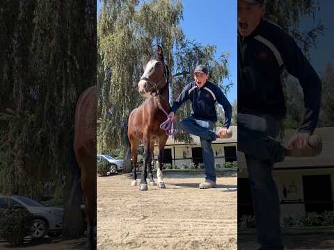 The dangers of horses