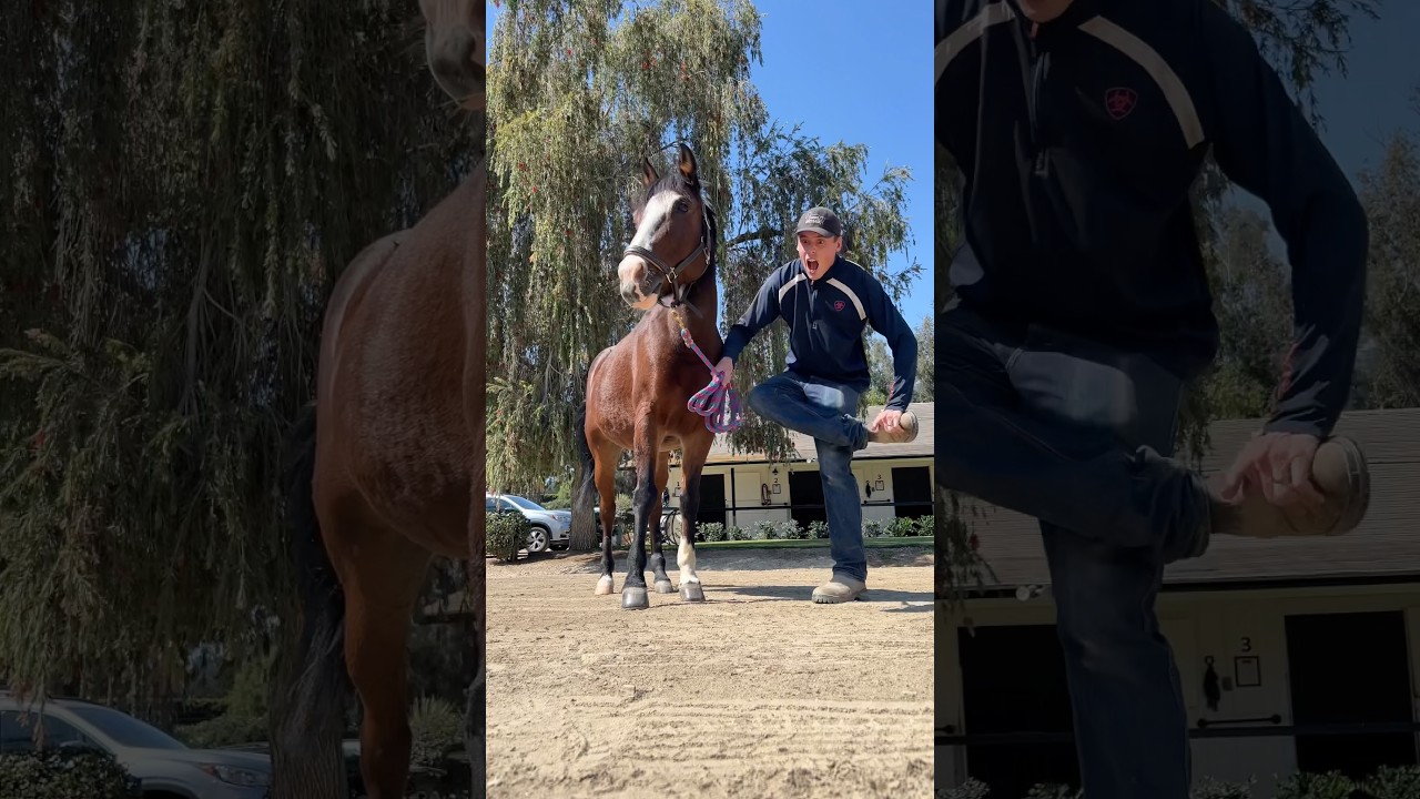 Understanding the Risks Associated with Horses