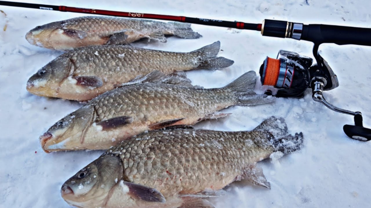 Килограммовые караси на спиннинг! 🐟