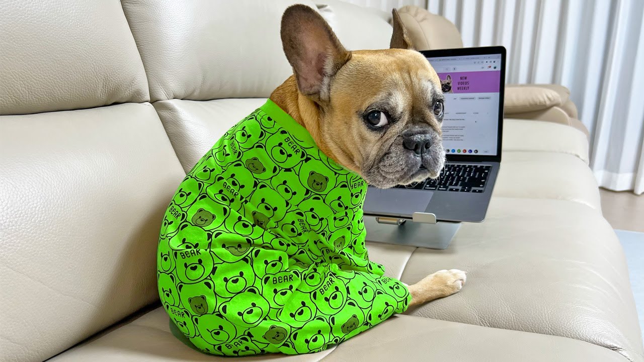 Thinking of a French Bulldog? 🐶