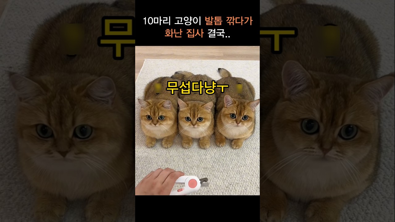 10마리 고양이 발톱 깎다 집사 분노 😾