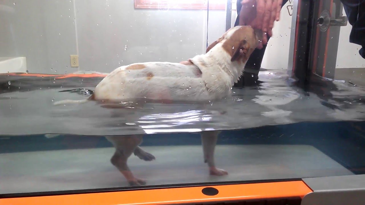 Luke's First Swim in Underwater Treadmill πββοΈ